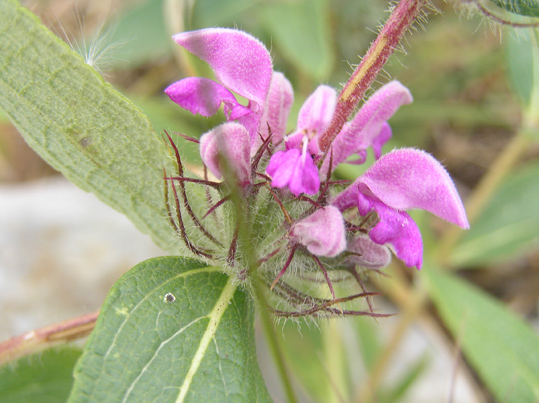 Phlomis herba-venti / Salvione roseo